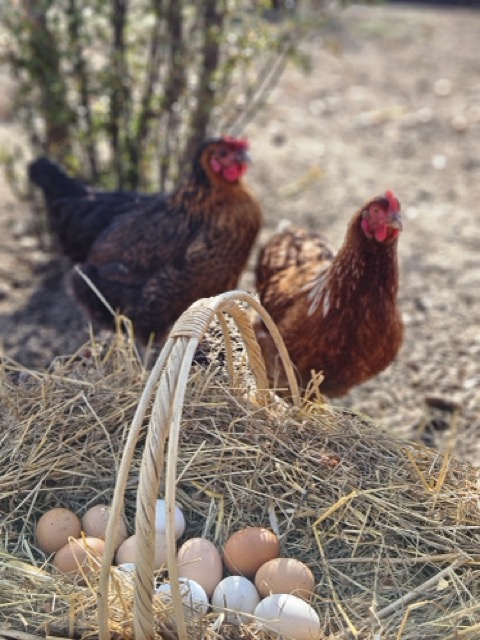 Orta 20250412_091823