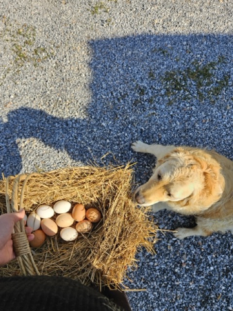 Orta 20250412_091952