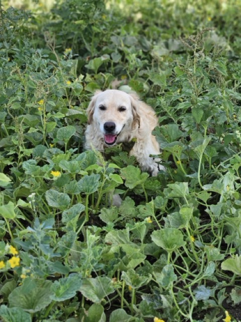 Orta 20250728_091502